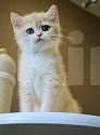Кошки в Новосибирске: Котенок Мальчик, Бесплатно - фото 5