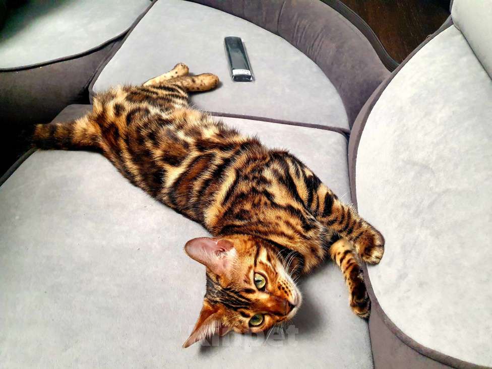 Кошки в Большой Камне: Вязка бенгал. Нужет мальчик  Девочка, Бесплатно - фото 5