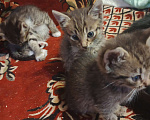 Кошки в Санкт-Петербурге: Кошка Даша и ее котята Мальчик, Бесплатно - фото 4