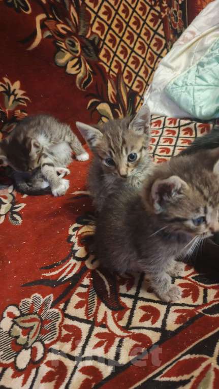 Кошки в Санкт-Петербурге: Кошка Даша и ее котята Мальчик, Бесплатно - фото 4