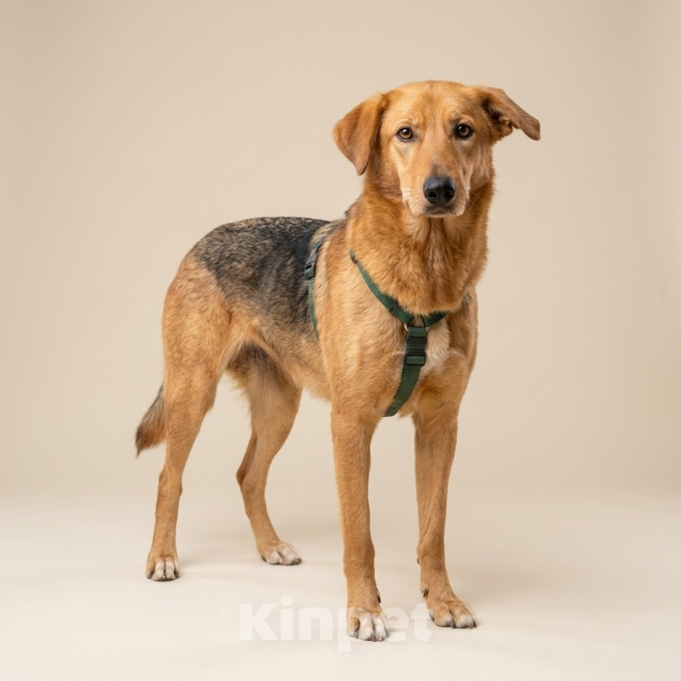 Собаки в Москве: собака Афина из приюта в добрые руки Девочка, Бесплатно - фото 7