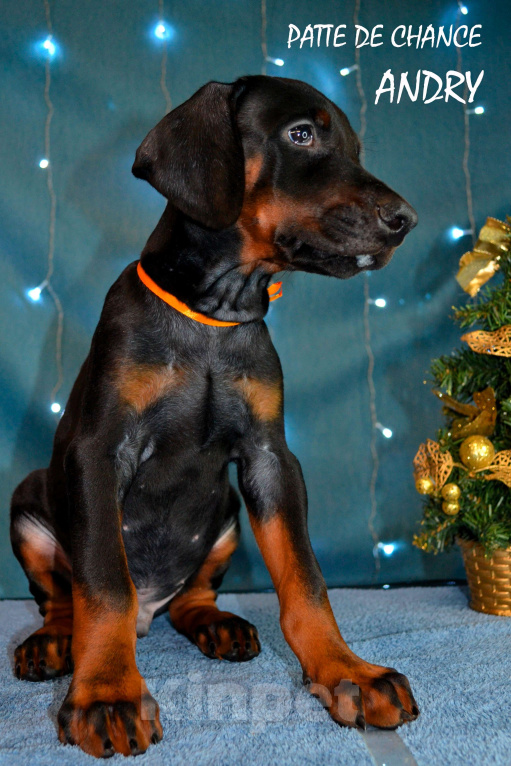 Собаки в Санкт-Петербурге: Щенок добермана Андрэ Мальчик, 90 000 руб. - фото 2
