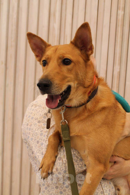 Собаки в Королеве: Лосик ищет дом Мальчик, Бесплатно - фото 2