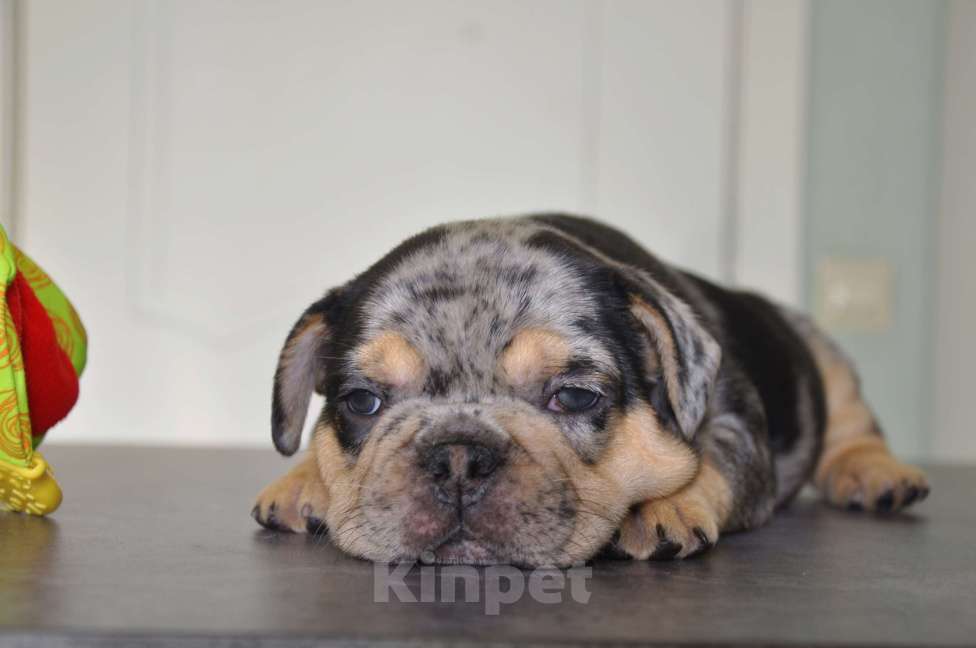 Собаки в Москве: Шоколадно-подпалый мерле Мальчик, 120 000 руб. - фото 4