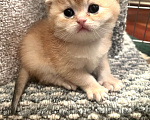 Кошки в других городах Московской области: Золотая вислоухая кошечка Девочка, 45 000 руб. - фото 3