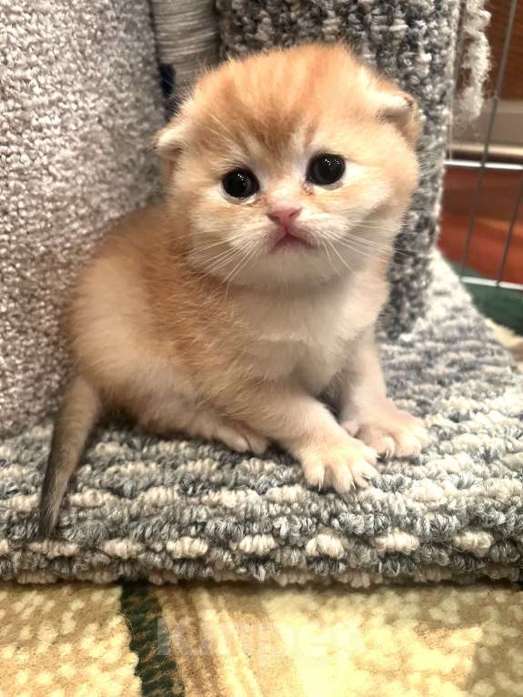 Кошки в других городах Московской области: Золотая вислоухая кошечка Девочка, 45 000 руб. - фото 3