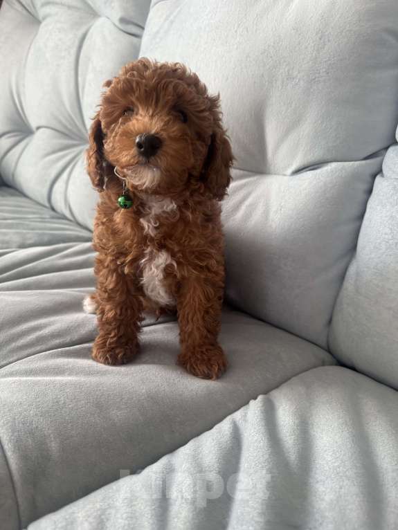 Собаки в Москве: Той пуделята♥️ Мальчик, 60 000 руб. - фото 3