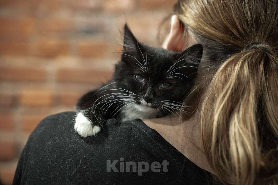 Кошки в Санкт-Петербурге: Котенок ищет друга Мальчик, Бесплатно - фото 2