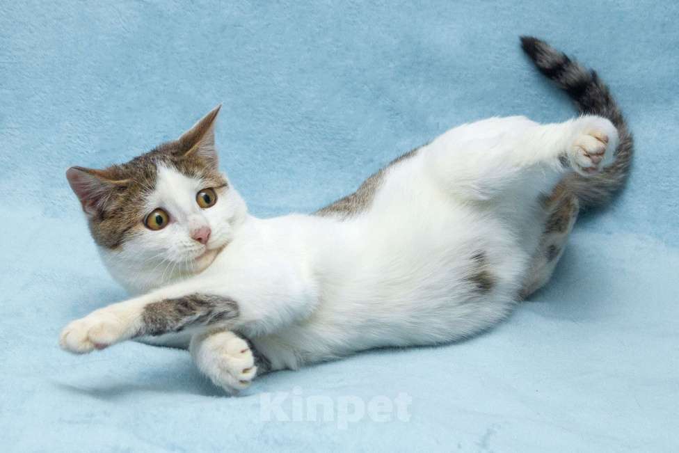 Кошки в Москве: Ищет свою семью братик Чепушиленок Мальчик, Бесплатно - фото 1