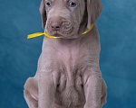 Собаки в Видном: Щенки Веймаранера  Мальчик, 100 000 руб. - фото 3