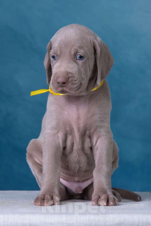 Собаки в Видном: Щенки Веймаранера  Мальчик, 100 000 руб. - фото 3