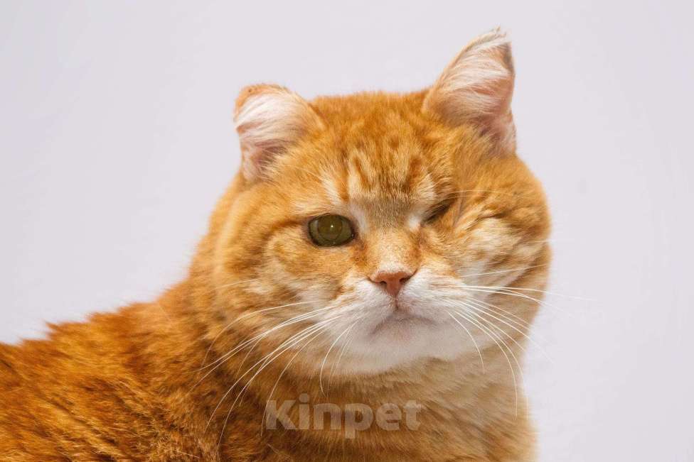 Кошки в Москве: Кошечка Наташа ищет дом. Девочка, Бесплатно - фото 5