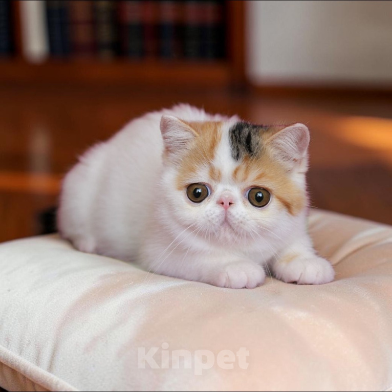 Кошки в Москве: Экзотический котенок, девочка Девочка, 38 000 руб. - фото 2