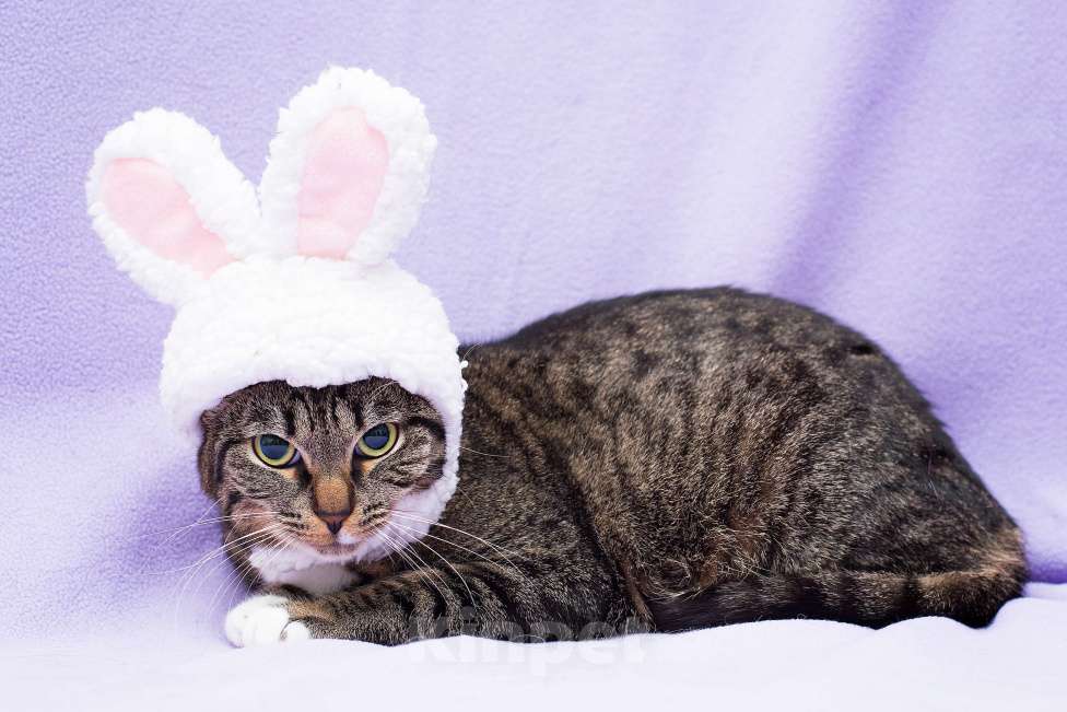 Кошки в Москве: 4Пихту никто не замечает 💔 Она слишком "обычная", чтобы быть кому-то нужной Девочка, Бесплатно - фото 2