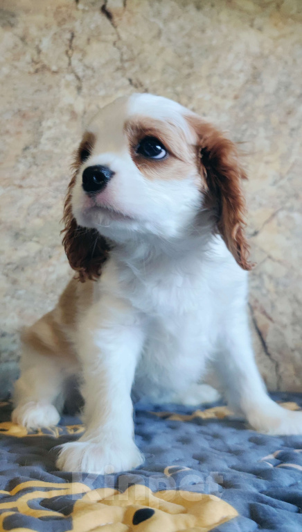 Собаки в Санкт-Петербурге: Красивая девочка кавалер Кинг Чарльз спаниель  Девочка, 120 000 руб. - фото 3