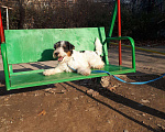 Собаки в Саранске: Жених в ожидании невест, 2 000 руб. - фото 2