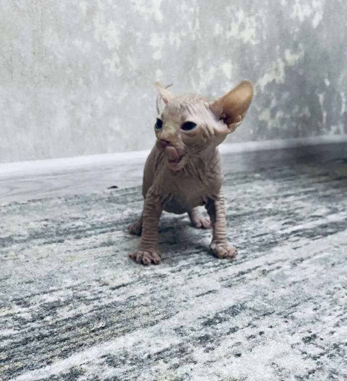 Кошки в Кашире: Канадский сфинкс Мальчик, 23 000 руб. - фото 2