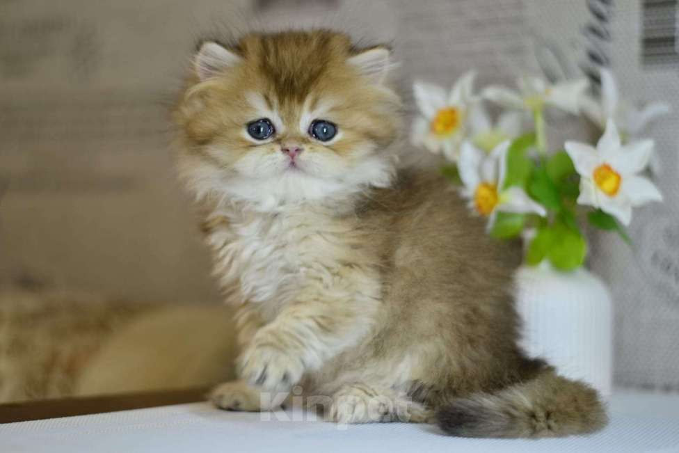 Кошки в Новосибирске: Мальчик золотой британской шиншиллы  Мальчик, Бесплатно - фото 2