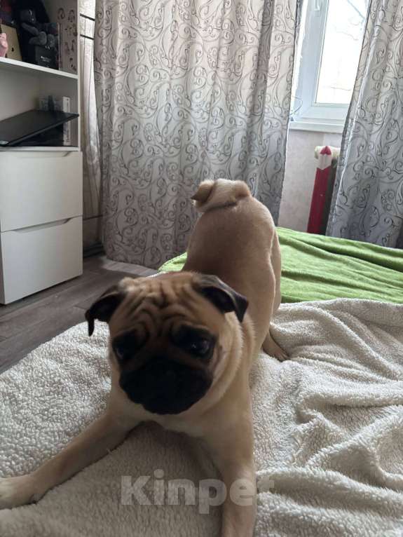 Собаки в Нижневартовске: Мопс мальчик Мальчик, 35 000 руб. - фото 4