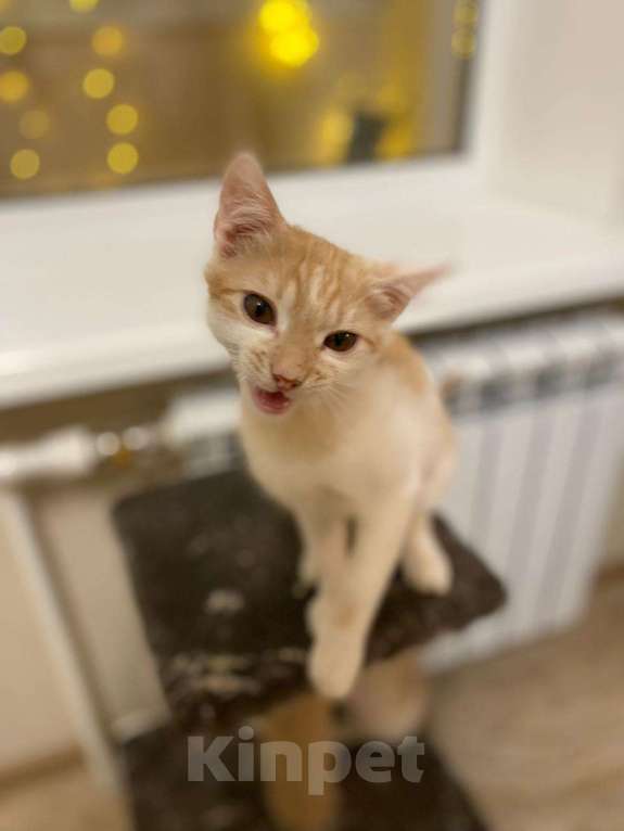 Кошки в Брянске: Котята  Мальчик, Бесплатно - фото 1