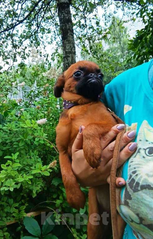 Собаки в Москве: Яркий парень пти-брабансон Мальчик, 50 000 руб. - фото 3