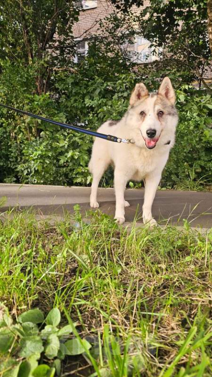 Собаки в Москве: Лайка Сема ищет дом Мальчик, Бесплатно - фото 3