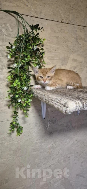 Кошки в Москве: Солнечный котенок Лучик ищет дом! Мальчик, Бесплатно - фото 2