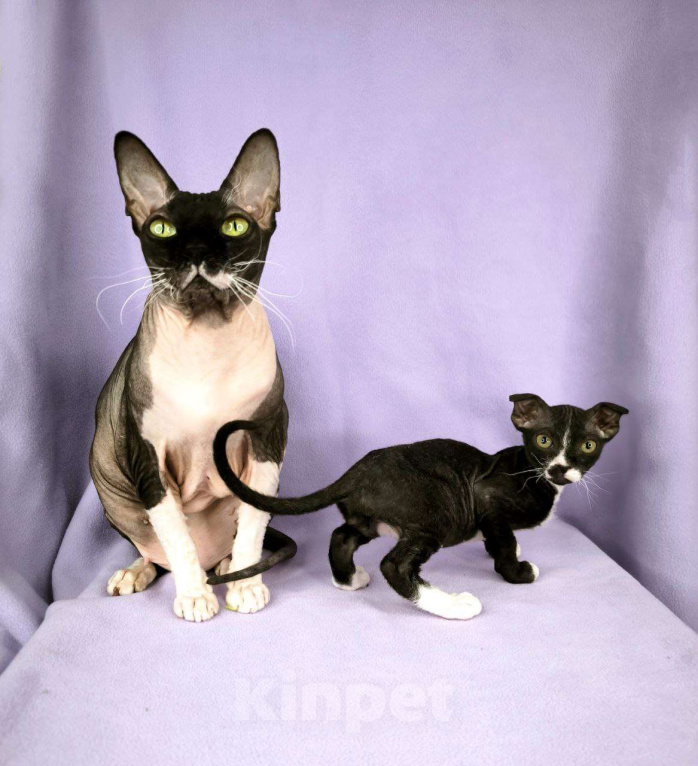 Кошки в Москве: Украинский левкой чистопродный.  Мальчик, Бесплатно - фото 1