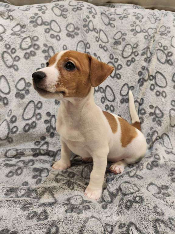 Собаки в Балашихе: Щенок Джек-Рассел терьера Девочка, 19 900 руб. - фото 3