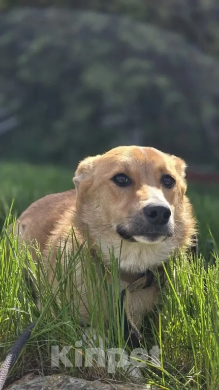 Собаки в Новороссийске: отдамся в добрые руки Девочка, 99 руб. - фото 4