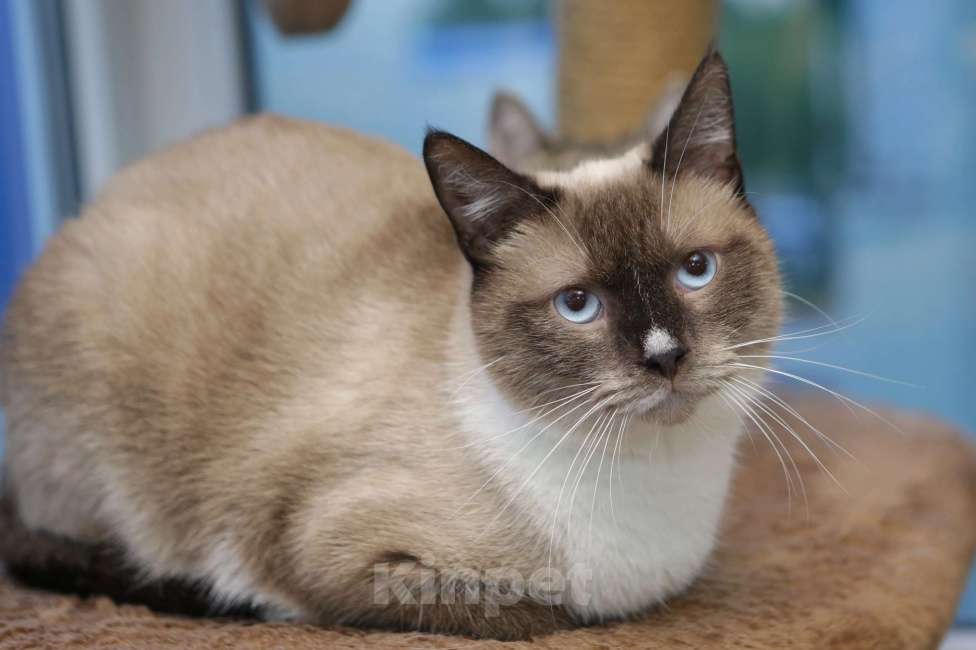 Кошки в Санкт-Петербурге: Бэтмен Мальчик, Бесплатно - фото 3