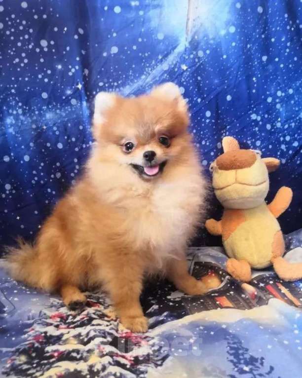 Собаки в Самаре: Шпицы карандаши, 1 руб. - фото 4