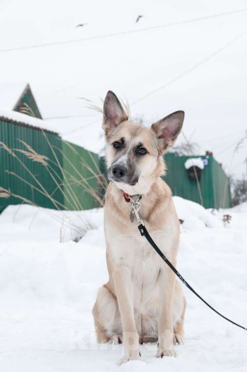 Собаки в Ногинске: Криста- небольшая собачка в поисках семьи Девочка, Бесплатно - фото 2