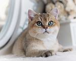 Кошки в Владивостоке: Британский котенок Хасан Мальчик, 70 000 руб. - фото 6