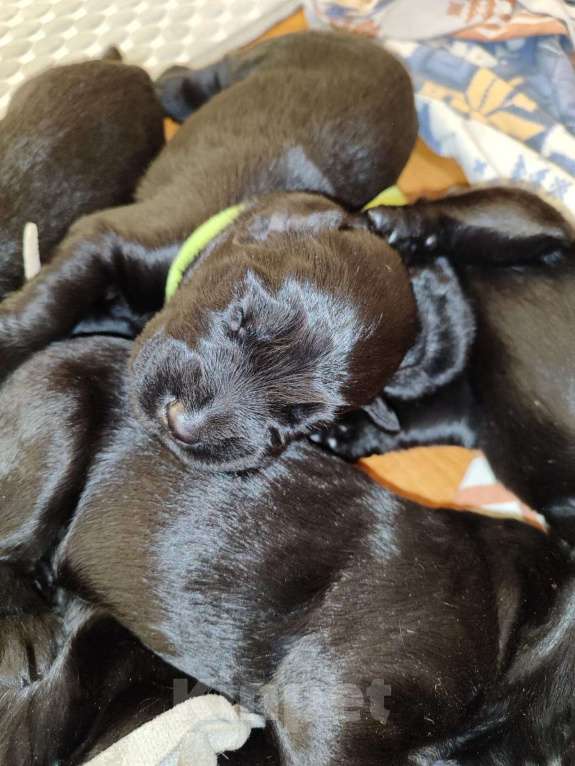 Собаки в других городах Башкортостана: Щенки ризеншнауцера Мальчик, 70 000 руб. - фото 1