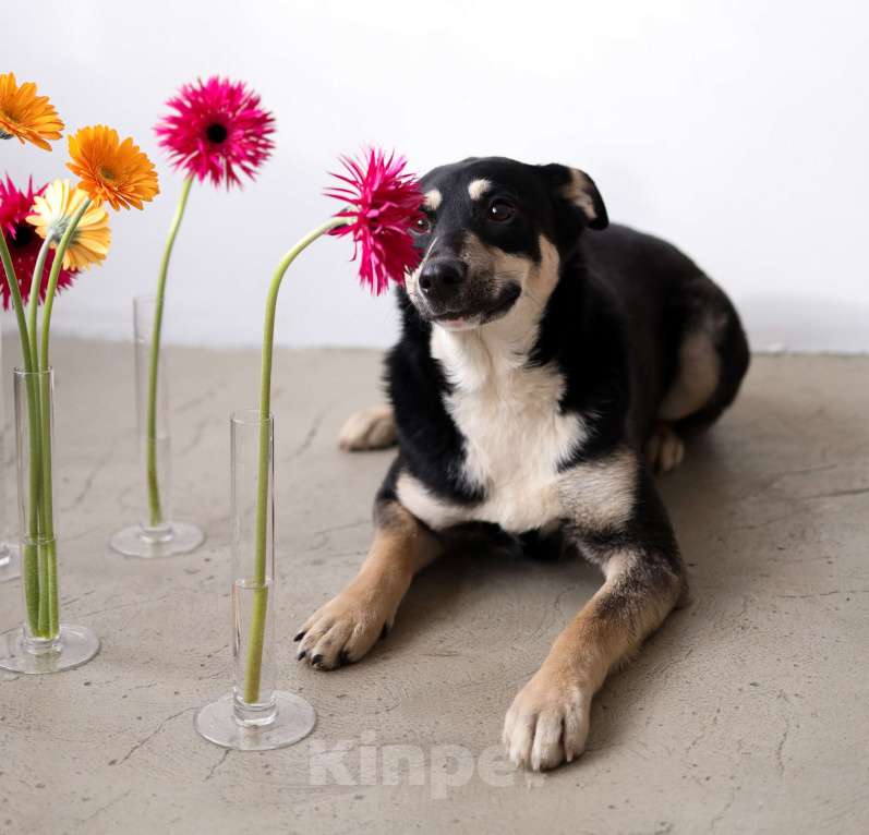 Собаки в Москве: Подросток Микка ждет свою семью Девочка, Бесплатно - фото 1