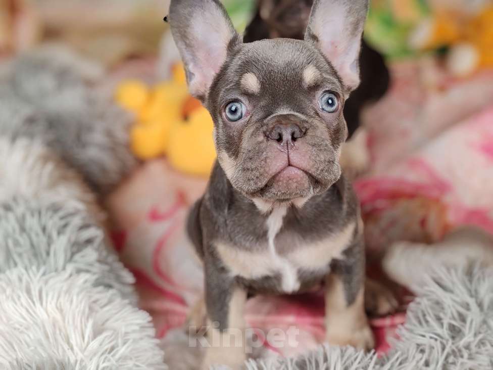 Собаки в Санкт-Петербурге: Шикарная лиловая девочка Девочка, Бесплатно - фото 4