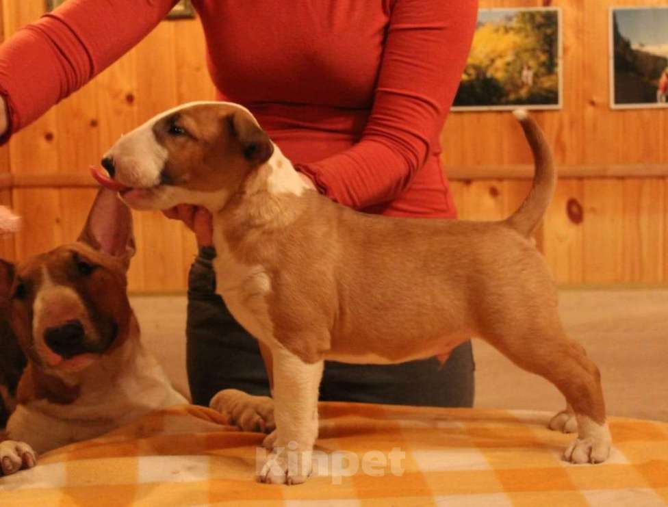 Собаки в Одинцово: Щенок стандартного бультерьера  Мальчик, 60 000 руб. - фото 2