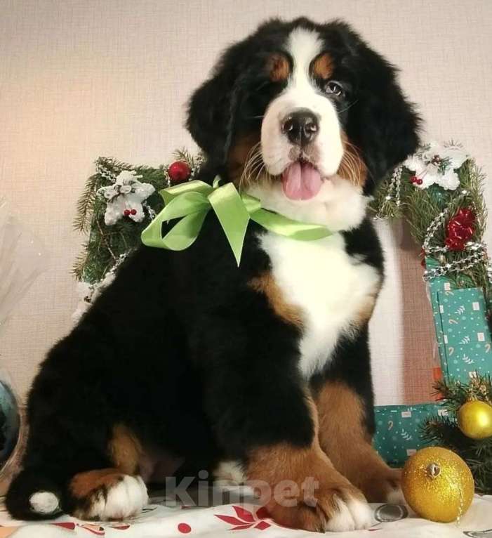 Собаки в Новосибирске: Бернский зенненхунд Девочка, 150 000 руб. - фото 1