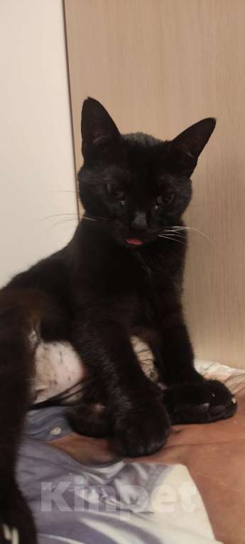 Кошки в Санкт-Петербурге: Потерялась кошка!! Девочка, 2 000 руб. - фото 7