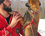 Собаки в Чехове: Красавец Лир в самые любящие руки Мальчик, Бесплатно - фото 3