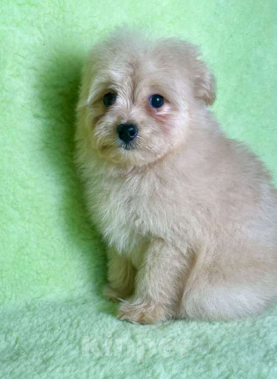 Собаки в Москве: Помапу девочка кремовая  Девочка, 35 000 руб. - фото 3