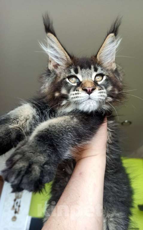 Кошки в Москве: Котята Мейн  кун мальчики  Мальчик, 65 000 руб. - фото 6