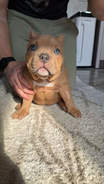 Собаки в Сочи: Девочка триколор Девочка, Бесплатно - фото 1