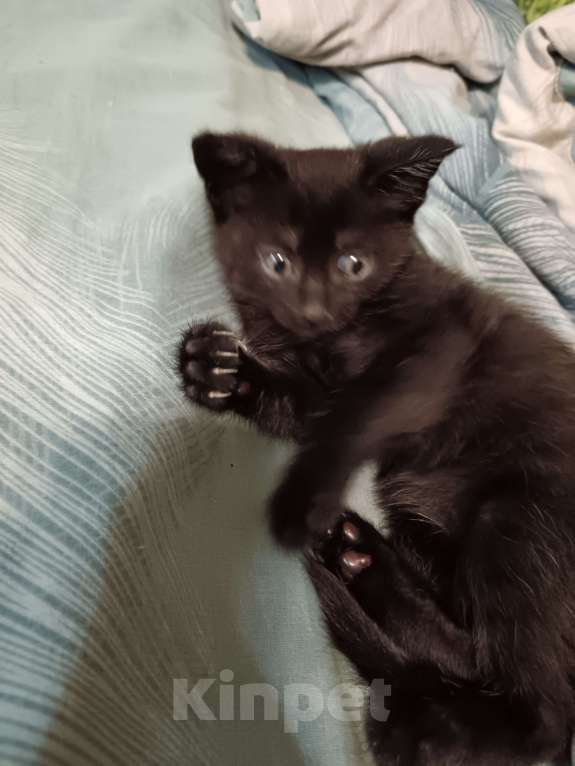 Кошки в других городах Свердловской области: Игривая и любознательная малышка Девочка, Бесплатно - фото 3