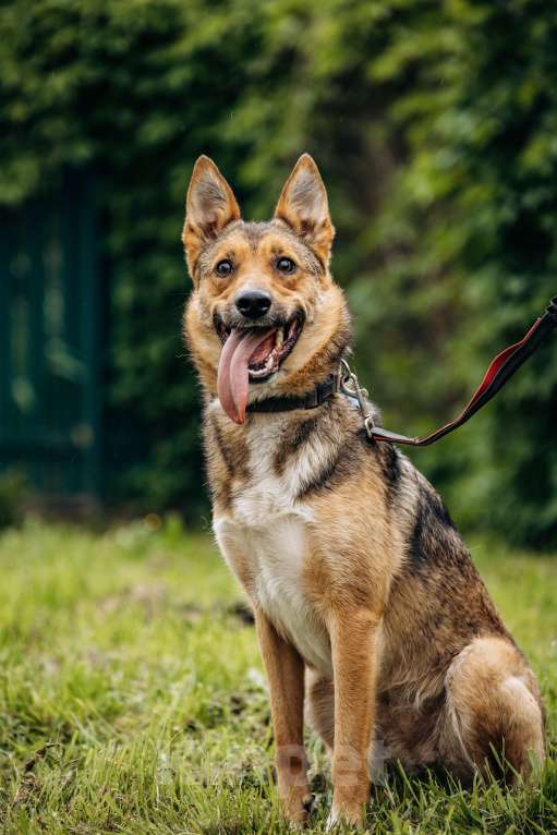 Собаки в Москве: Лиса ищет семью  Девочка, Бесплатно - фото 9