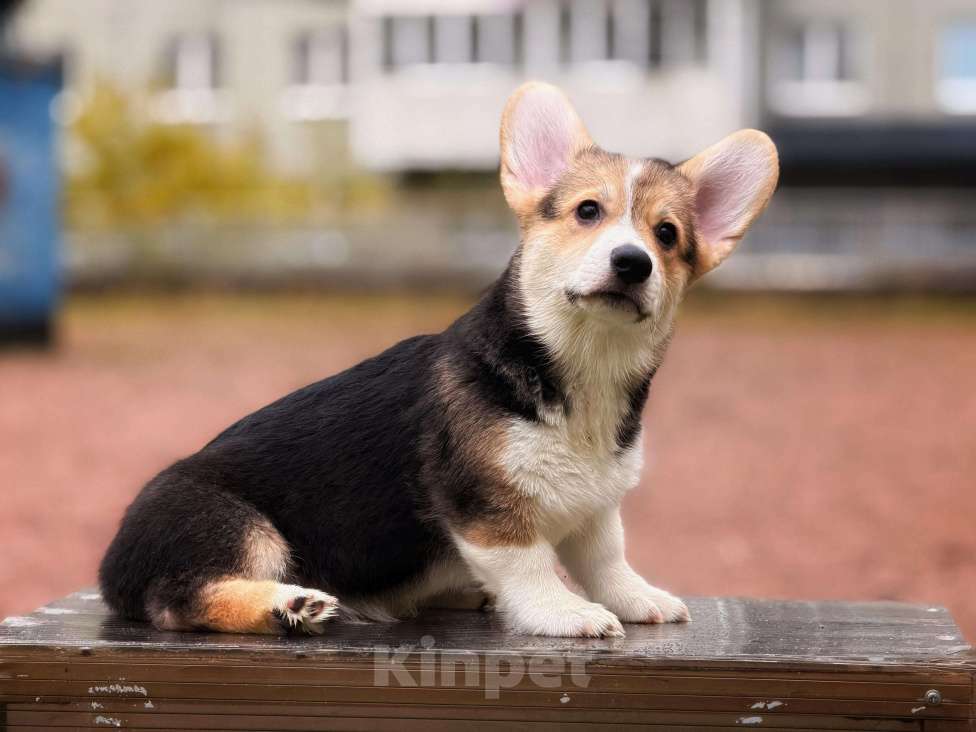 Собаки в Санкт-Петербурге: Малыш ищет любящих мампап Мальчик, 45 000 руб. - фото 4