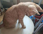 Кошки в Москве: Котенок в дар Мальчик, Бесплатно - фото 4