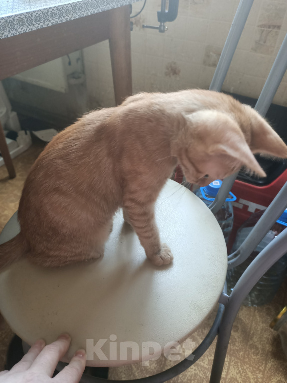 Кошки в Москве: Котенок в дар Мальчик, Бесплатно - фото 4