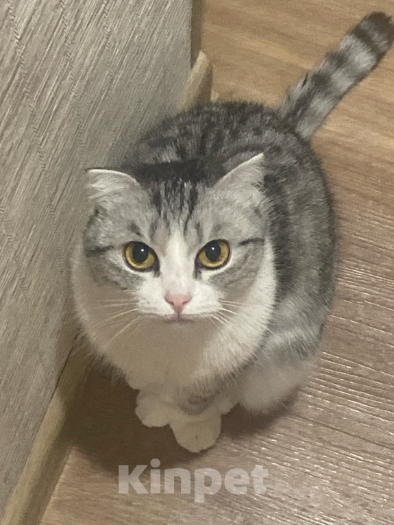 Кошки в Тюмени: Отдам в хорошие руки Девочка, Бесплатно - фото 2